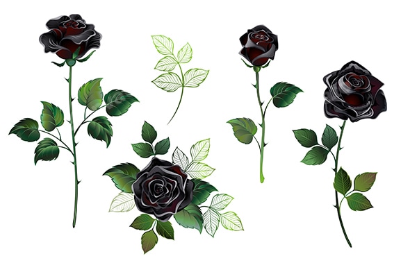 Set of Black Roses