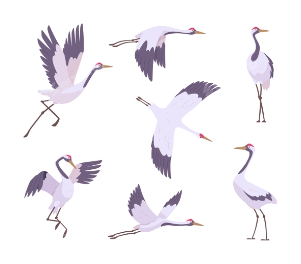 Crane Birds