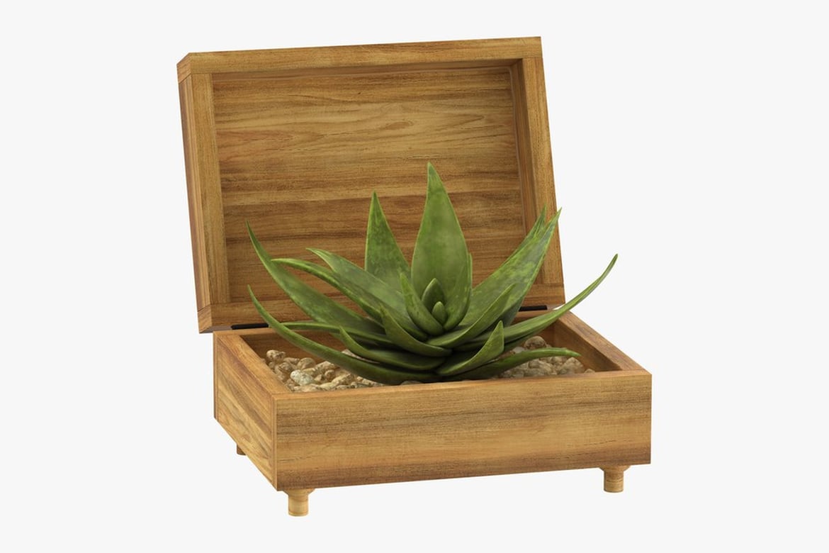 Aloe Plant in Wooden Planter Box